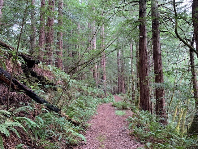 Forest Loop